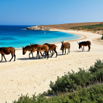 A breathtaking panoramic view of Golden Beach on the Karpaz Peninsula, Northern Cyprus. The pristine golden sand meets the crystal-clear turquoise waters of the Mediterranean Sea under a vibrant blue sky. In the mid-ground, a group of iconic wild donkeys, with perfect anatomy and correct proportions, graze peacefully amidst sparse, natural coastal vegetation. The scene evokes a sense of untouched wilderness and serene beauty. Professional nature photography, high quality, stunning natural light, realistic, ultra-detailed. safe for work, appropriate content, family-friendly, modest natural scene.